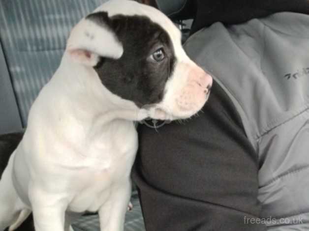 American Bully Puppies for sale in Ballymena