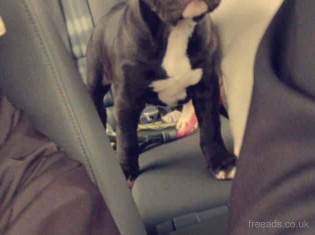 American Bully Puppies for sale