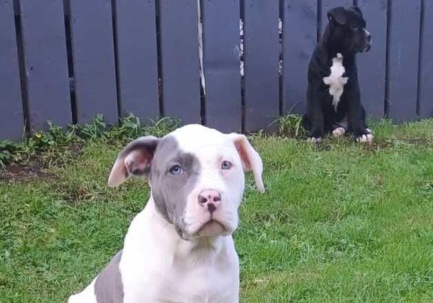 American bulldog puppies for sale in Ballymena, Ballymena