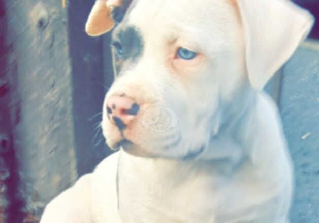 American Bulldogs for sale in Ballymena, Ballymena