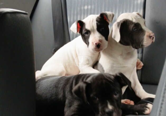 American bulldog puppies for sale in Ballymena, Ballymena - Image 4