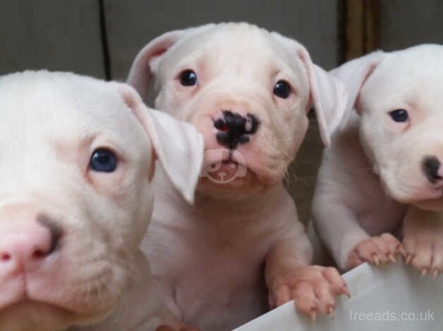 American bulldog puppies for sale in Birmingham, West Midlands - Image 1