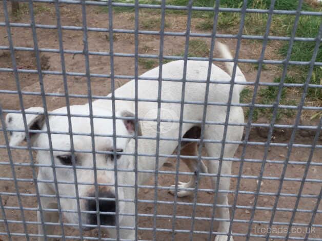 American bulldog puppies for sale in Birmingham, West Midlands - Image 2