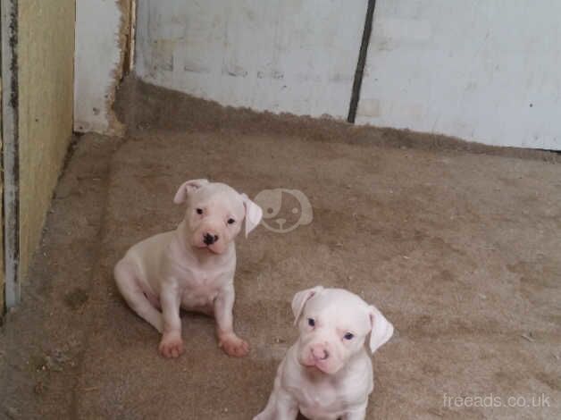 American bulldog puppies for sale in Birmingham, West Midlands - Image 4