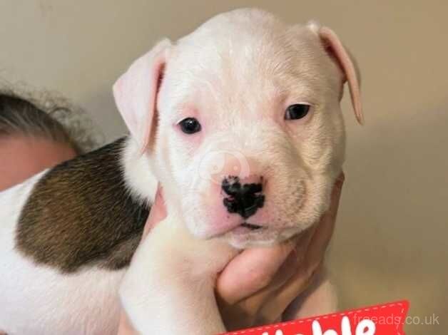 American bulldog puppies for sale in Croydon, Croydon, Greater London - Image 3