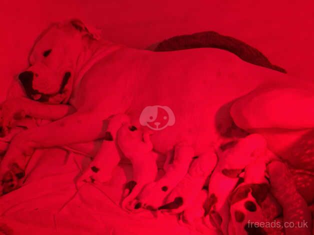 American bulldog puppies for sale in Edinburgh, City of Edinburgh