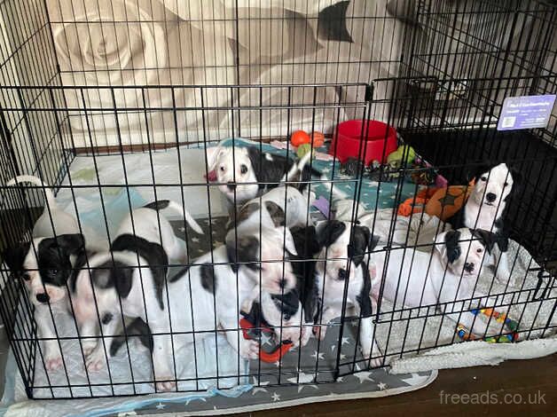 American bulldog puppies for sale in Bermondsey, Southwark, Greater London