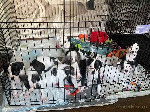 American bulldog puppies for sale in Bermondsey, Southwark, Greater London - Image 2