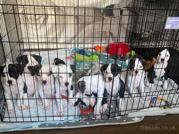 American bulldog puppies for sale in Bermondsey, Southwark, Greater London - Image 3