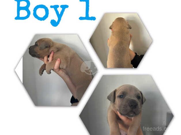 American bulldog puppies for sale in Sittingbourne, Kent