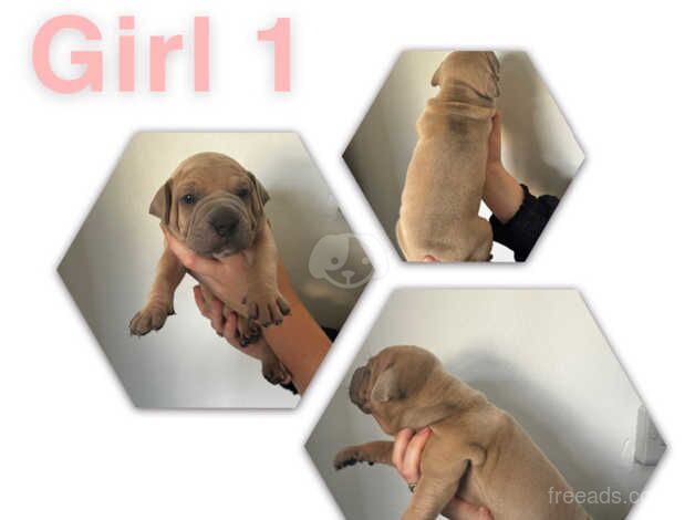 American bulldog puppies for sale in Sittingbourne, Kent - Image 3