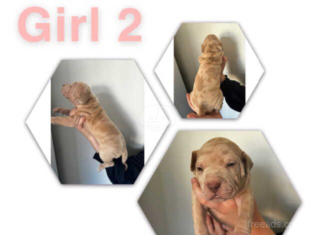 American bulldog puppies for sale in Sittingbourne, Kent - Image 4