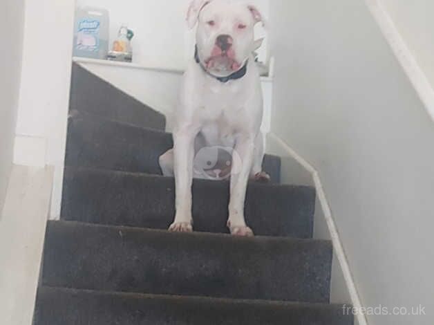 American bulldog puppies for sale in Slough, Powys - Image 2