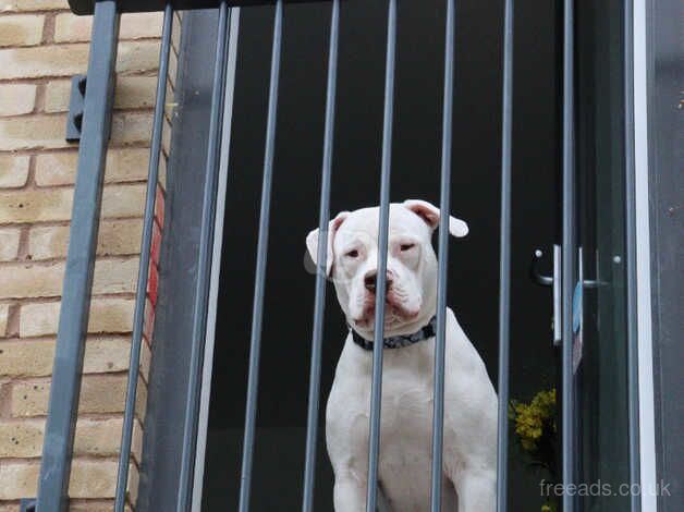 American bulldog puppies for sale in Slough, Powys - Image 4