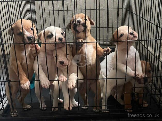 American bulldog puppies for sale in Wigan, Greater Manchester