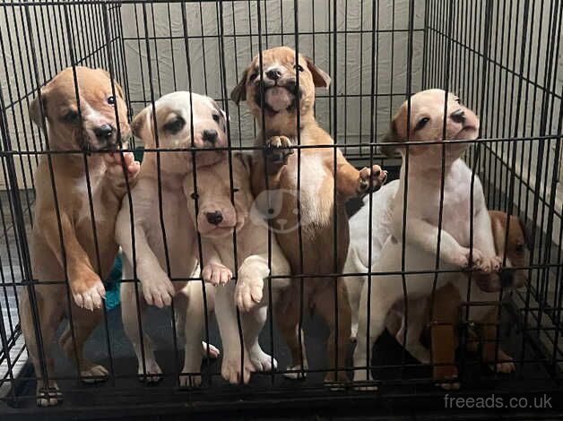 American bulldog puppies for sale in Wigan, Greater Manchester - Image 1