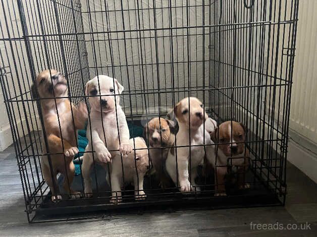 American bulldog puppies for sale in Wigan, Greater Manchester - Image 2