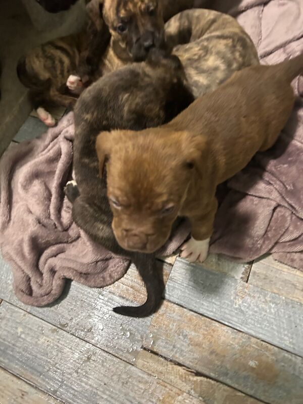 American bulldog puppies ready for sale in Llanelli, Carmarthenshire