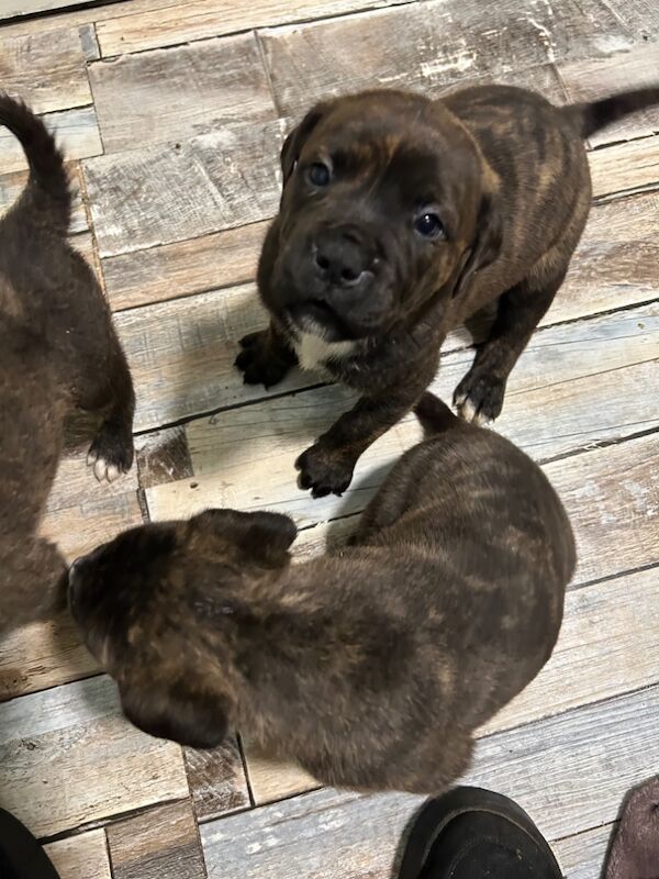 American bulldog puppies ready for sale in Llanelli, Carmarthenshire - Image 2