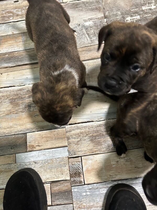 American bulldog puppies ready for sale in Llanelli, Carmarthenshire - Image 3