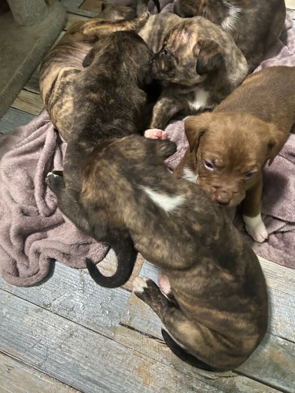 American bulldog puppies ready for sale in Llanelli, Carmarthenshire - Image 5