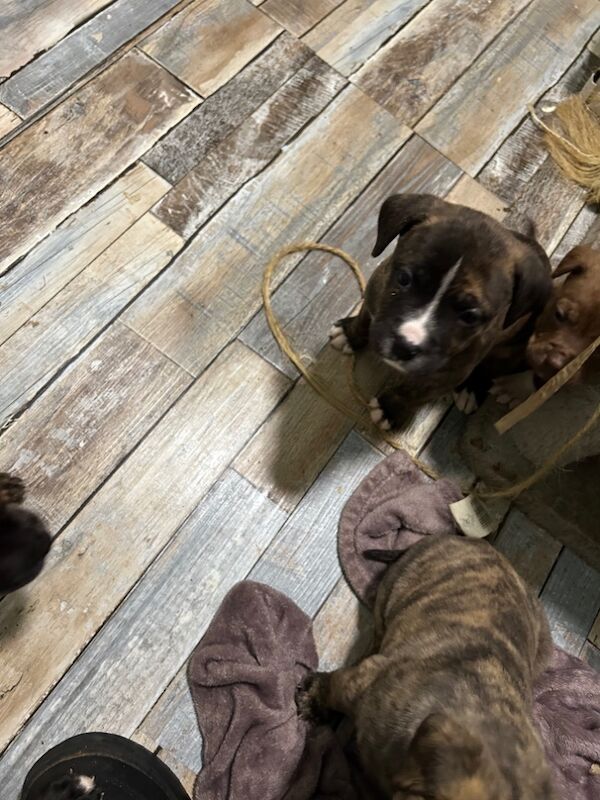 American bulldog puppies ready for sale in Llanelli, Carmarthenshire - Image 6