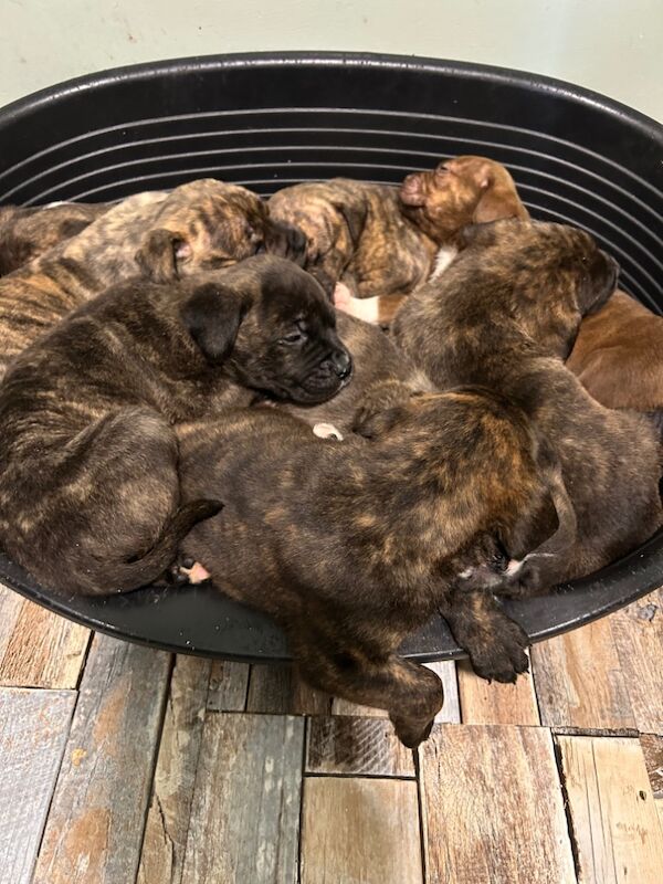 American bulldog puppies ready for sale in Llanelli, Carmarthenshire - Image 7