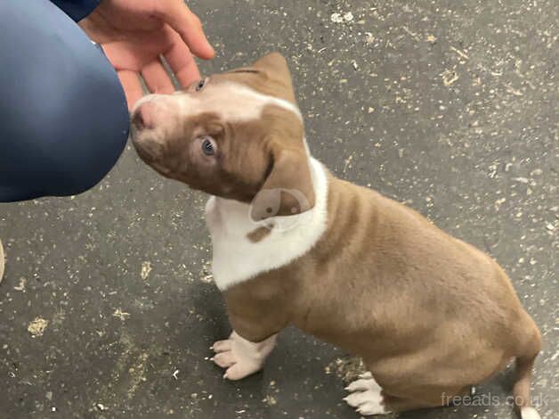 American bulldog puppy for sale in Leeds, West Yorkshire - Image 1