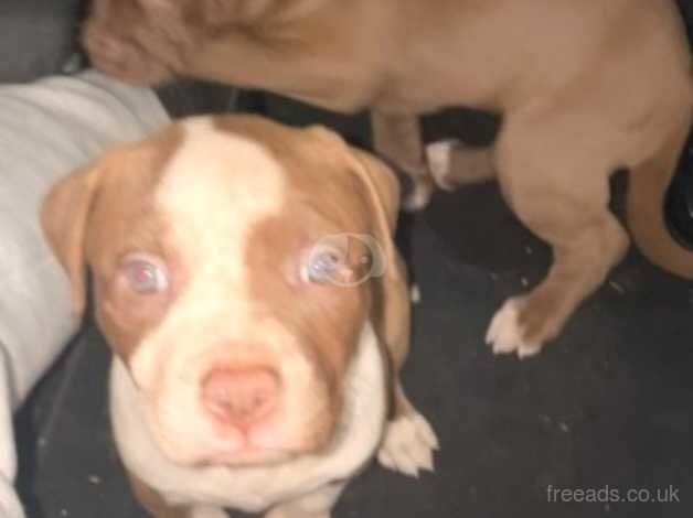 American Bully Puppies for sale in West Yorkshire