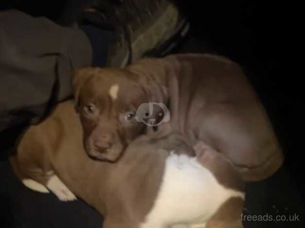 American Bully Puppies for sale