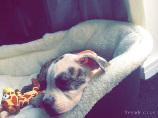 American bulldog puppy for sale in Nottingham, Nottinghamshire