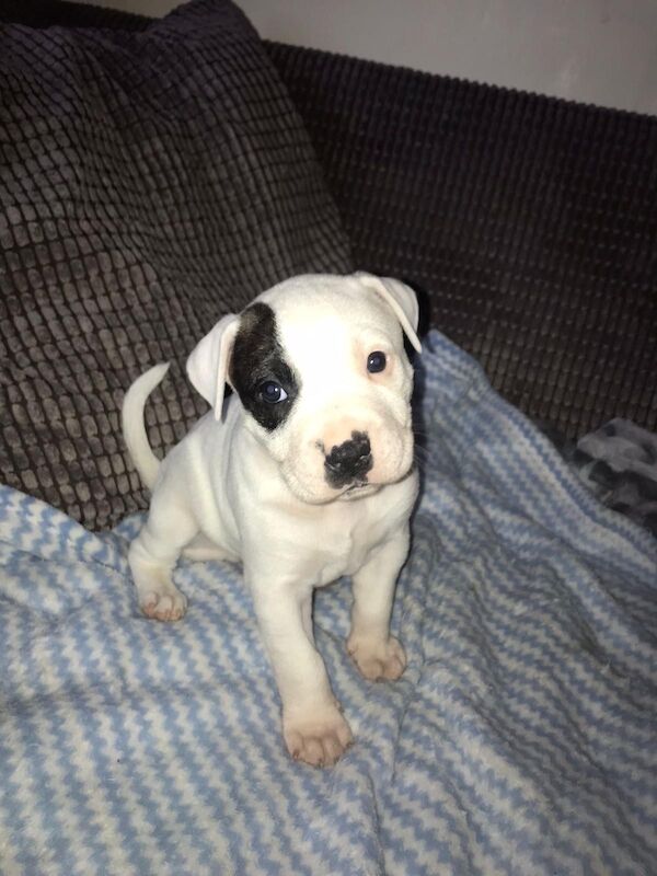 American Bulldog puppy's for sale in Liverpool, Merseyside