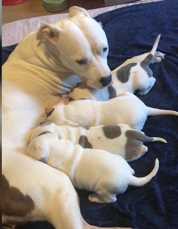 American Bulldog puppy's for sale in Liverpool, Merseyside - Image 2