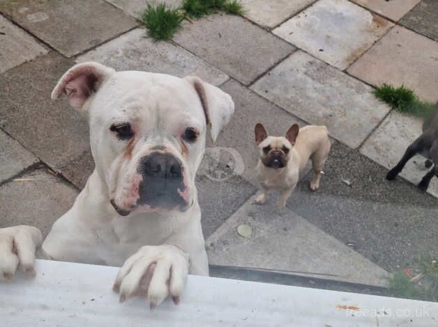 American bulldog pups for sale in Gateshead, Tyne and Wear