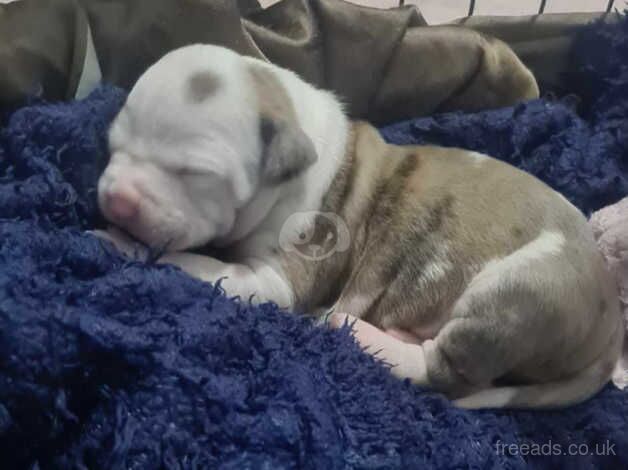 American bulldog pups for sale in Middlesbrough, North Yorkshire - Image 1