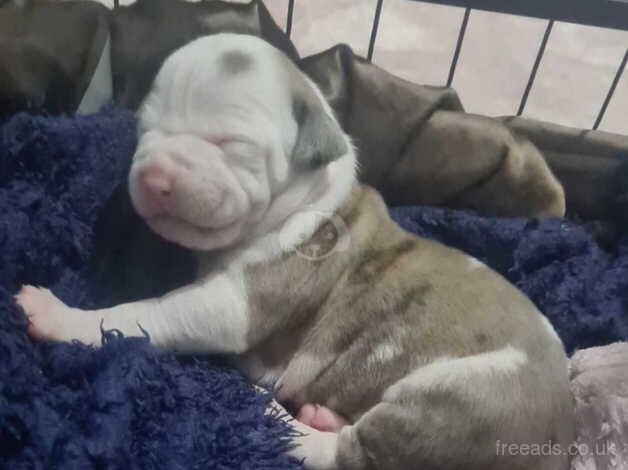 American bulldog pups for sale in Middlesbrough, North Yorkshire - Image 2