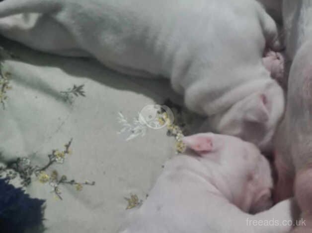 American bulldog pups for sale in Middlesbrough, North Yorkshire - Image 3