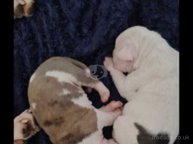 American bulldog pups for sale in Middlesbrough, North Yorkshire - Image 4