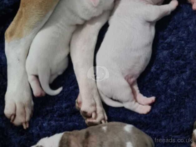 American bulldog pups for sale in Middlesbrough, North Yorkshire - Image 5