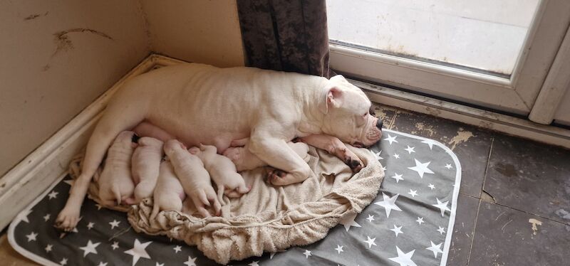 American Bulldog Pure for sale in Sutton, Bedfordshire