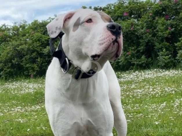 American Bulldog (Scott's) for sale in Bridlington, East Riding of Yorkshire