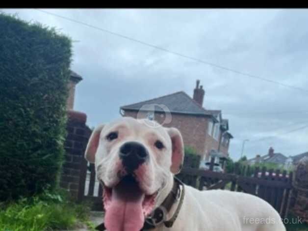 American bulldog stud for sale in Manchester, Greater Manchester