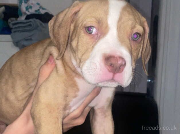 American bulldog x pocket bully pups for sale in Bolton, East Lothian - Image 3