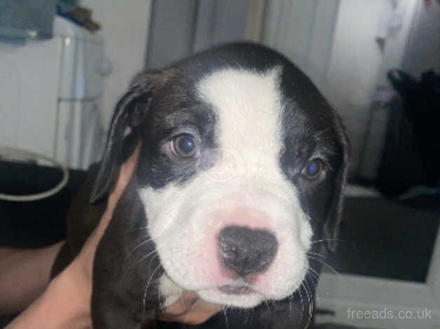 American bulldog x pocket bully pups for sale in Bolton, East Lothian - Image 5