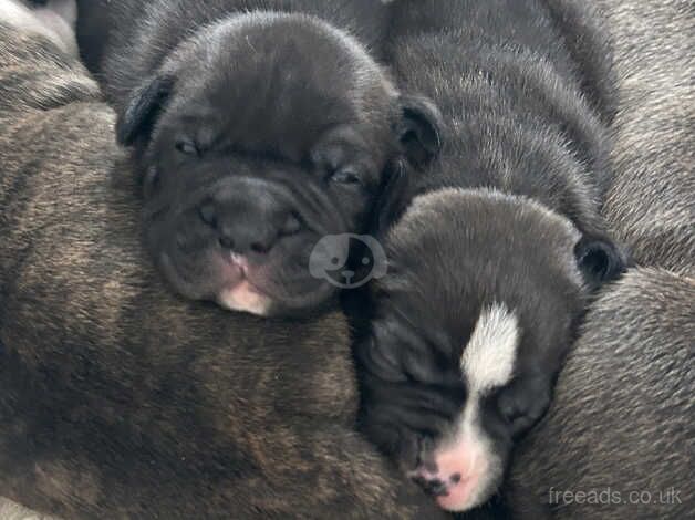 American bulldog x staff pups for sale in Camberley, Surrey - Image 1