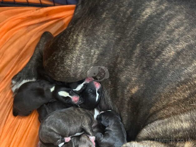 American bulldog x staff pups for sale in Camberley, Surrey - Image 2