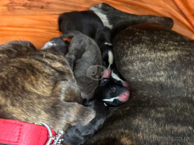 American bulldog x staff pups for sale in Camberley, Surrey - Image 3