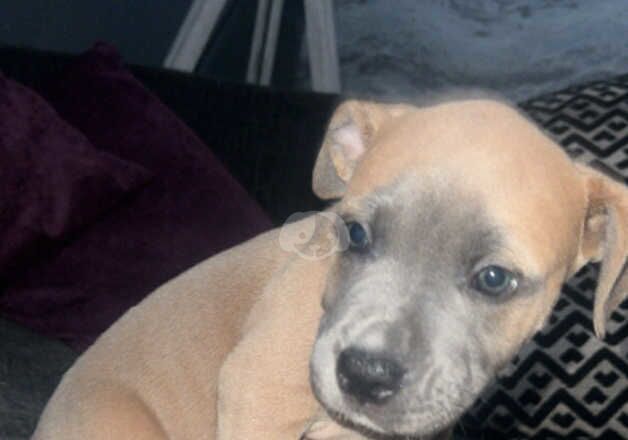 American bulldog x staff pups for sale in Larne, Larne