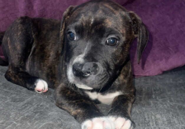 American bulldog x staff pups for sale in Larne, Larne - Image 2