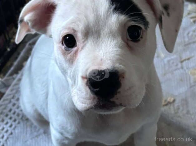 American bulldog x staffy puppies for sale in Chesterfield, Derbyshire - Image 3